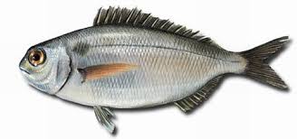 comprar pescado blanco