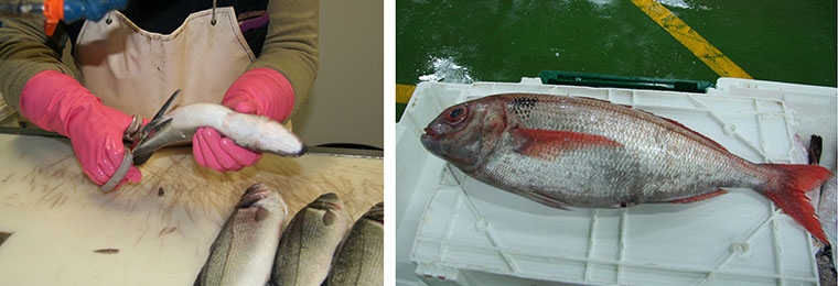venta de pescados online 